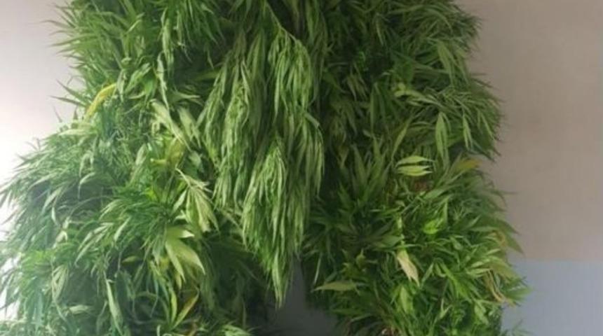 Ektikleri Kenevirleri Hasat Ederken Yakalandılar