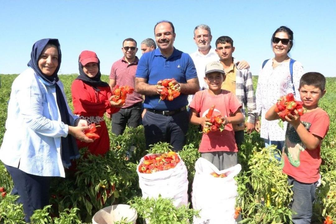 Belediye Başkanı &Ccedil;ift&ccedil;i İsot Hasadına Katıldı