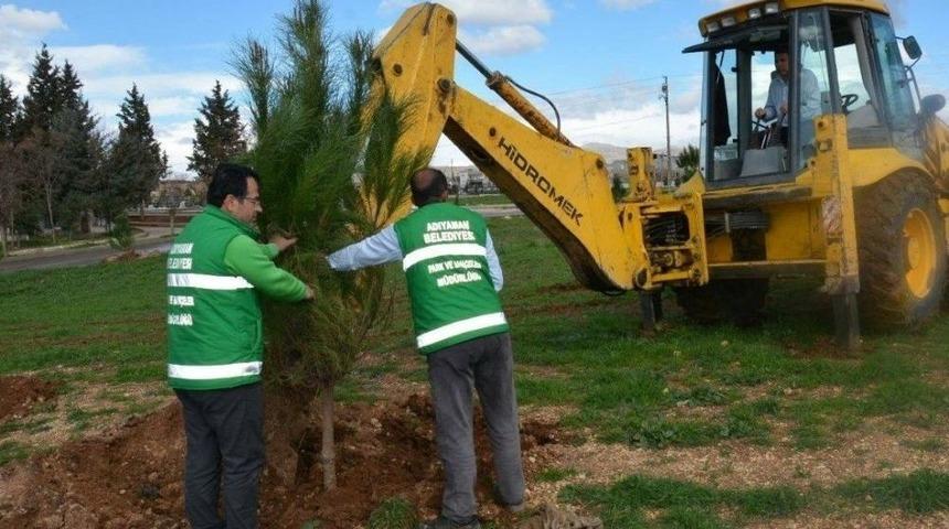 Yeni Mezarlıkta Ağa&ccedil;landırma &Ccedil;alışması Başladı