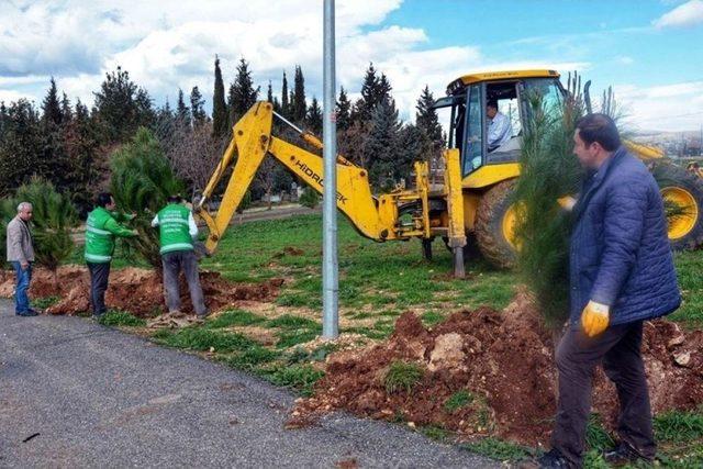 Yeni Mezarlıkta Ağaçlandırma Çalışması Başladı