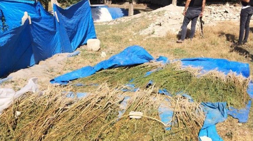 Ağrı&rsquo;da Esrar Ve Kenevir Operasyonu