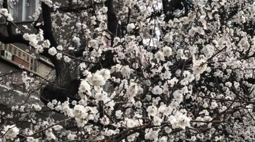 Şehir Merkezinde Ağa&ccedil;lar &Ccedil;i&ccedil;ek A&ccedil;tı