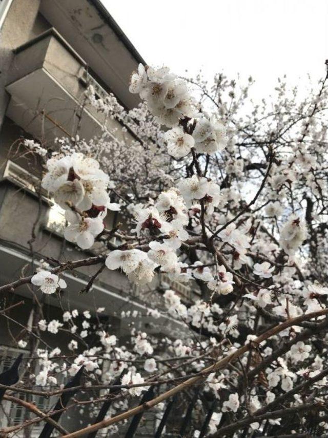 Şehir Merkezinde Ağaçlar Çiçek Açtı