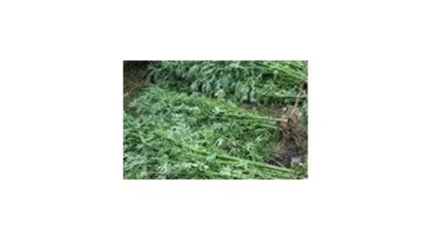 Kocaeli&rsquo;nin Bir Aylık Uyuşturucu Raporu A&ccedil;ıklandı