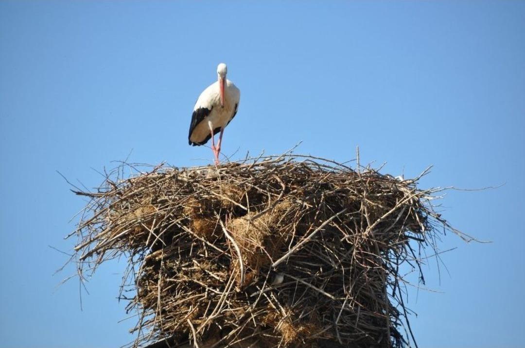 Baharın M&uuml;jdecisi Leylekler Muş&rsquo;ta