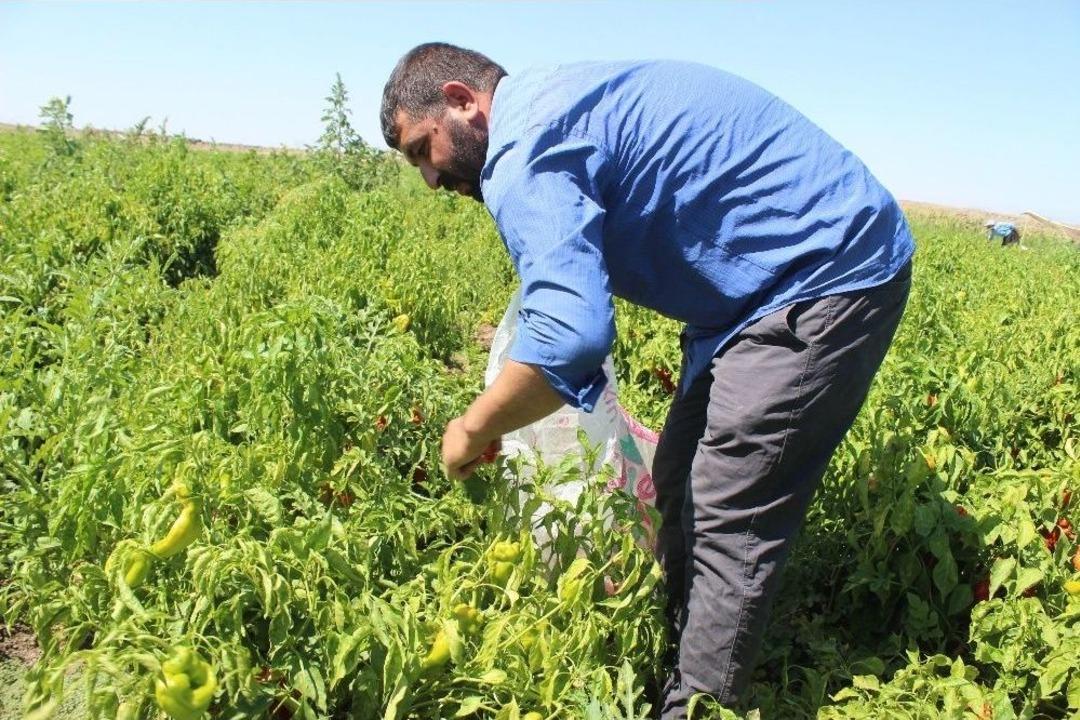 Siverek&rsquo;te İsot Hasadına Başlandı