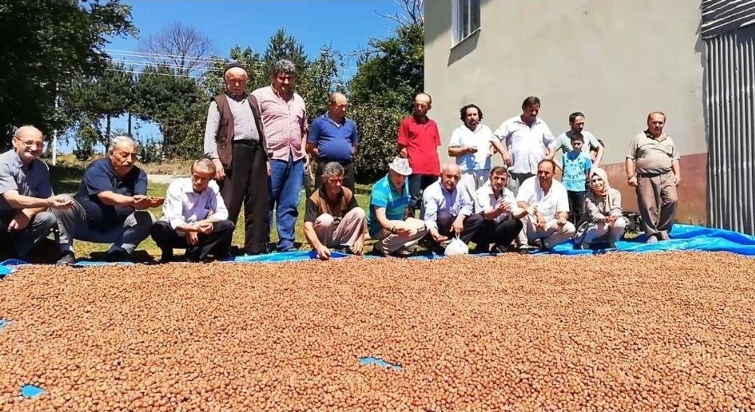 Bafralı Fındık &Uuml;reticileri 15 Lira Fiyat Bekliyor