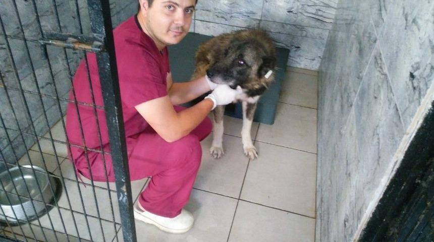 &Ccedil;uval İ&ccedil;inde Bulunan K&ouml;pek Sağlığına Kavuştu