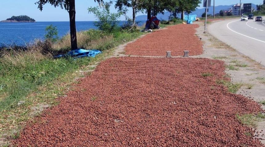 Yollar Ve Kaldırımlar Fındık Harmanı Oldu