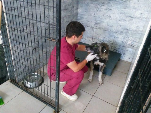 Çuval İçinde Bulunan Köpek Sağlığına Kavuştu