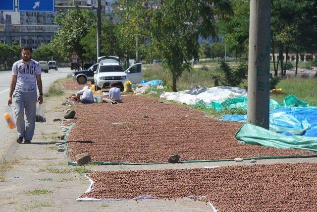 Yollar Ve Kaldırımlar Fındık Harmanı Oldu