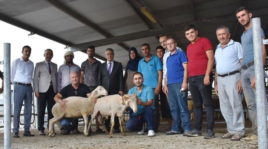 Gen&ccedil; &Ccedil;ift&ccedil;ilere K&uuml;&ccedil;&uuml;kbaş Hayvanları Teslim Edildi