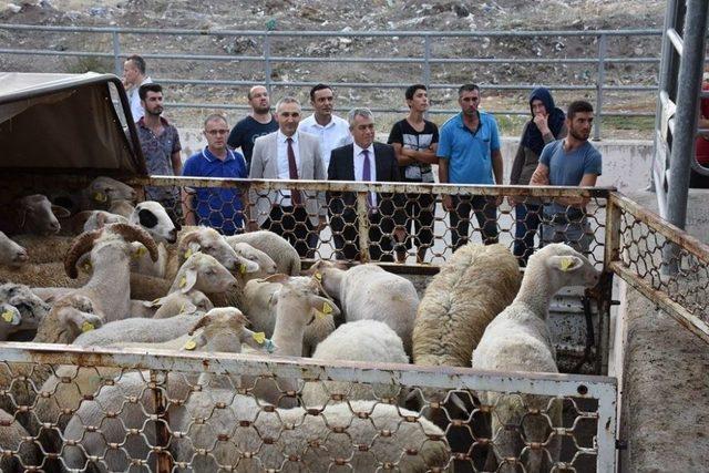 Genç Çiftçilere Küçükbaş Hayvanları Teslim Edildi