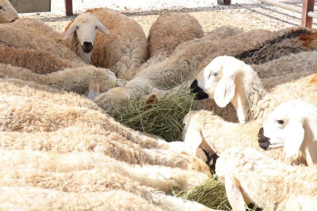 Celeplerin Umudu Arefe G&uuml;n&uuml;ne Kaldı