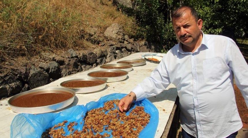 En İyi Pekmez Ve Reçellerin Sırrı: "güneş Işığı"