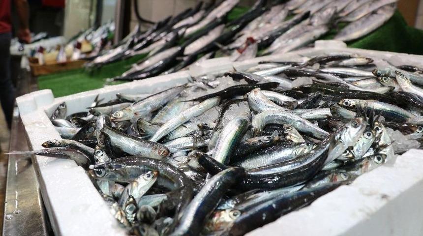 Balık&ccedil;ılar Denizden Umutlu