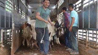 Genç Çiftçiler, Büyükbaş Hayvanlarına Kavuşuyor