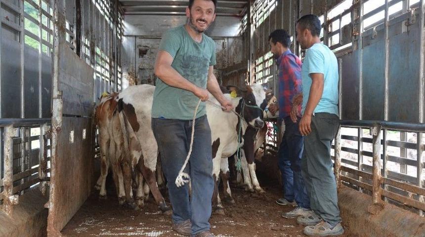 Genç Çiftçiler, Büyükbaş Hayvanlarına Kavuşuyor