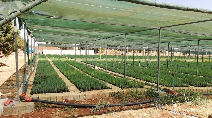 Adıyaman&rsquo;da Ağa&ccedil;landırma &Ccedil;alışmalarına Hız Verildi