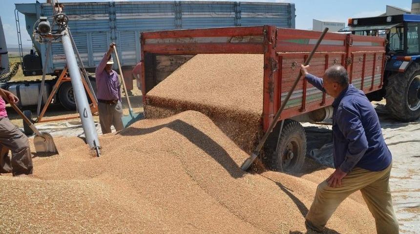 Muş&rsquo;ta Buğday Satışı Başladı