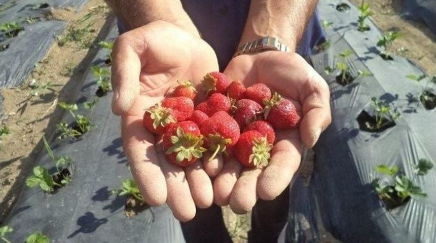 B&uuml;y&uuml;kşehir&rsquo;den &Ccedil;ift&ccedil;iye Hibeli &Ccedil;ilek Fidanı