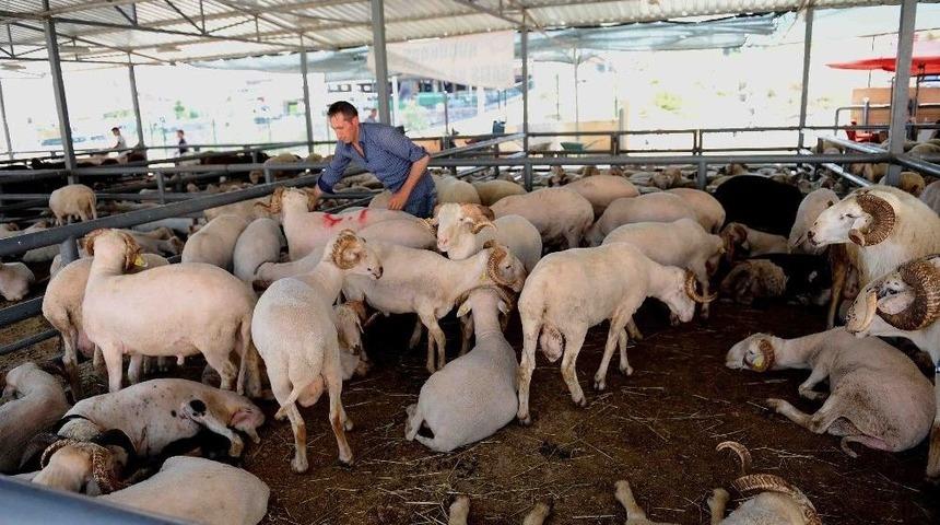 Karşıyaka Kurban Bayramı’na Hazır