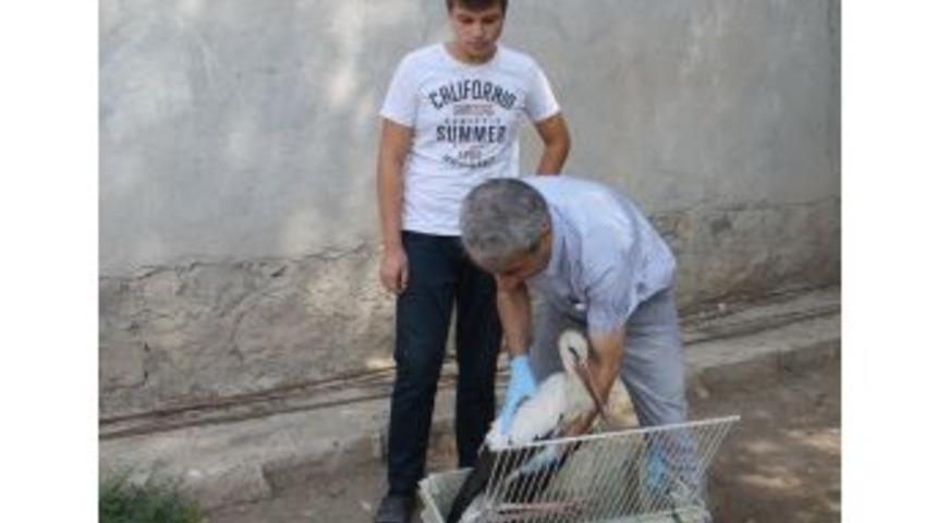 Yaralı Leylek Tedavi Altına Alındı