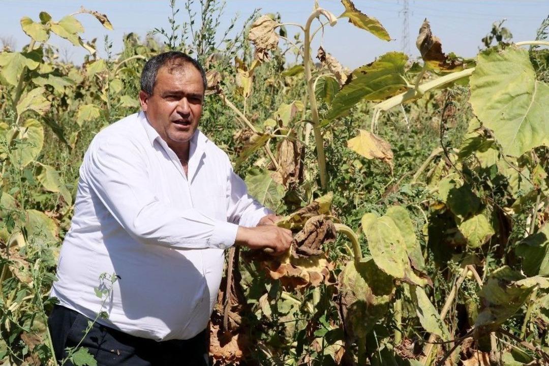 Ziraat Odası Başkanı Ko&ccedil;ak: "&uuml;lkemiz İ&ccedil;in Milli Ay &Ccedil;ekirdeğini &Ccedil;itleyin"