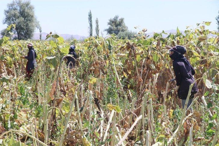 Ziraat Odası Başkanı Koçak: "ülkemiz İçin Milli Ay Çekirdeğini Çitleyin" G2