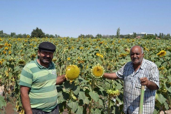 Ziraat Odası Başkanı Koçak: "ülkemiz İçin Milli Ay Çekirdeğini Çitleyin" G3