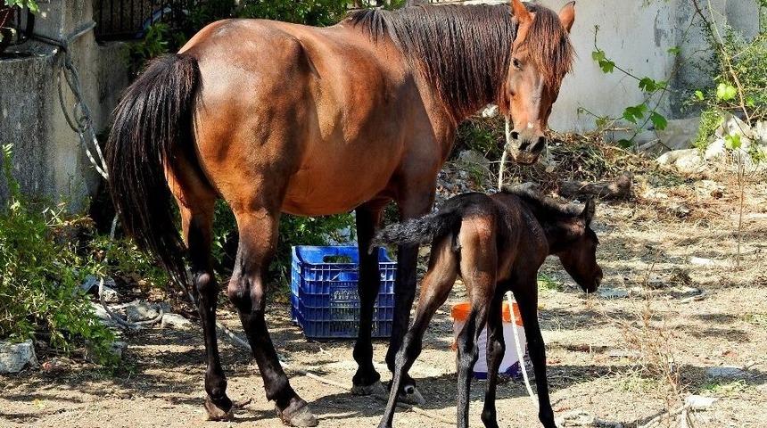 &Ccedil;eşmeli Hayvanseverin Sahiplendiği Terkedilmiş Hamile At Doğurdu