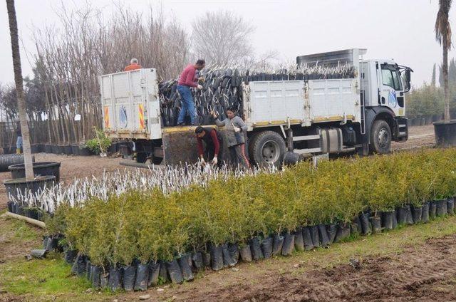 Yunusemre’de Binlerce Fidan Toprakla Buluşuyor