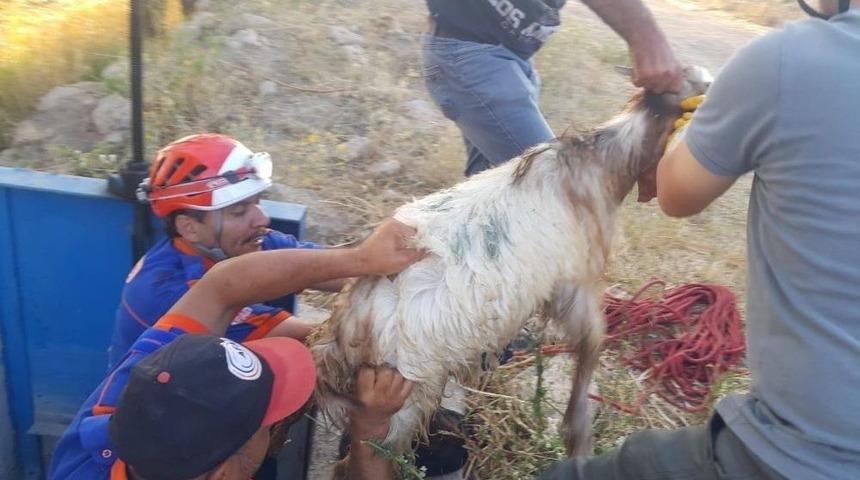 Sulama Kanalına Düşen Keçi Afad Tarafından Kurtarıldı