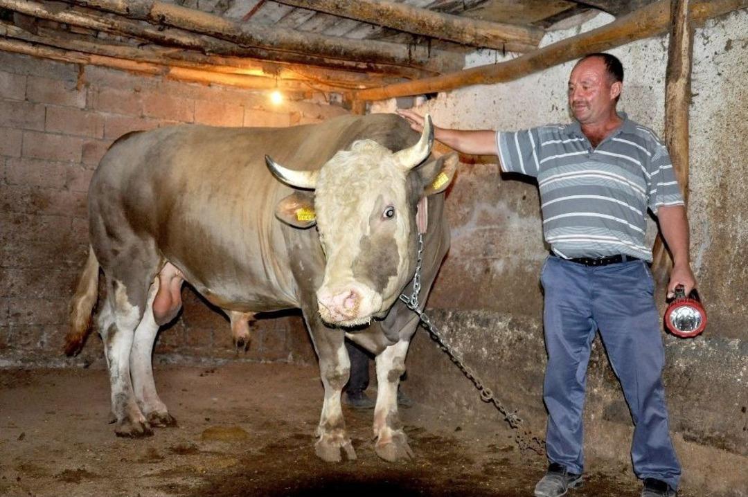 &Ccedil;orum&rsquo;da 2.2 Tonluk Kurbanlık G&ouml;r&uuml;c&uuml;ye &Ccedil;ıktı