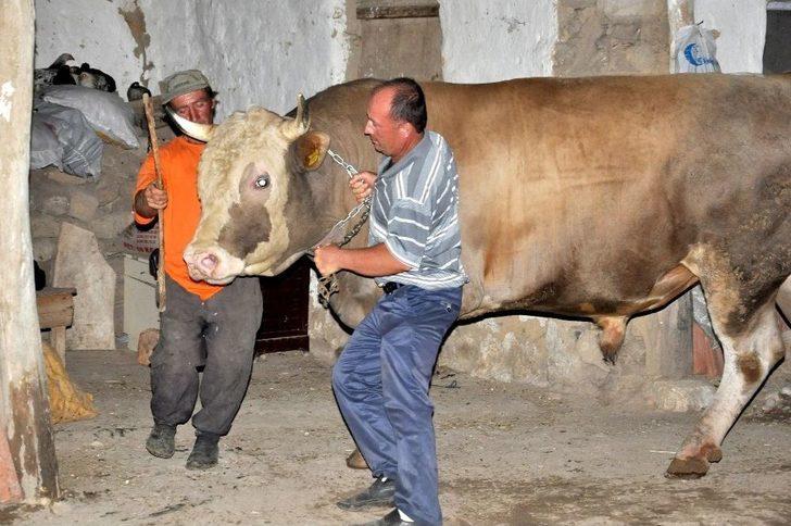 Çorum’da 2.2 Tonluk Kurbanlık Görücüye Çıktı G1