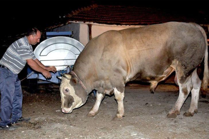 Çorum’da 2.2 Tonluk Kurbanlık Görücüye Çıktı G2