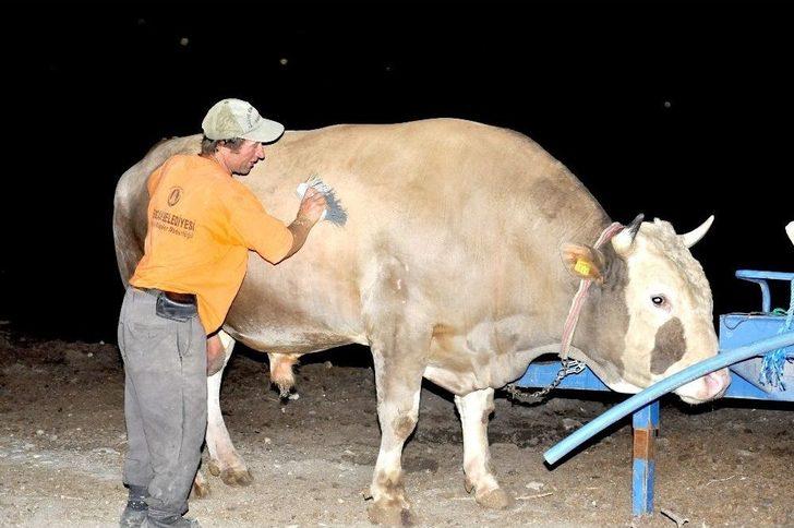 Çorum’da 2.2 Tonluk Kurbanlık Görücüye Çıktı G3