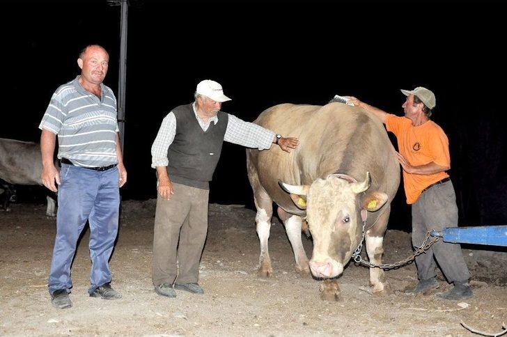 Çorum’da 2.2 Tonluk Kurbanlık Görücüye Çıktı G4