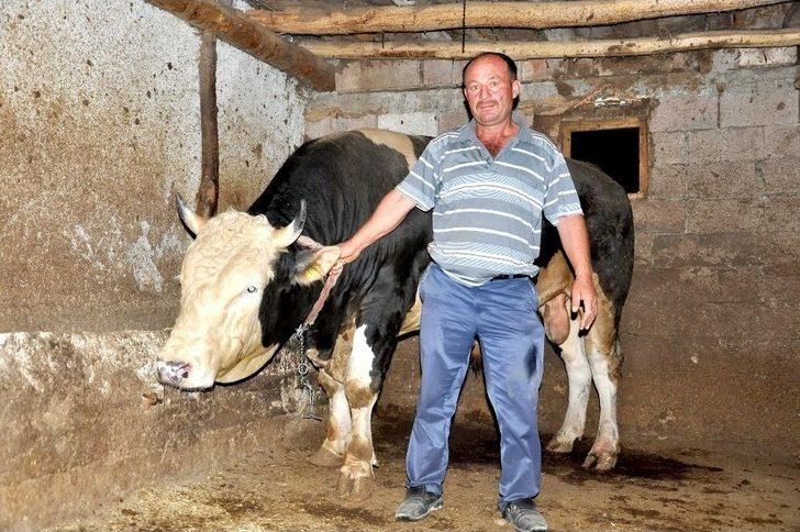 Çorum’da 2.2 Tonluk Kurbanlık Görücüye Çıktı G5