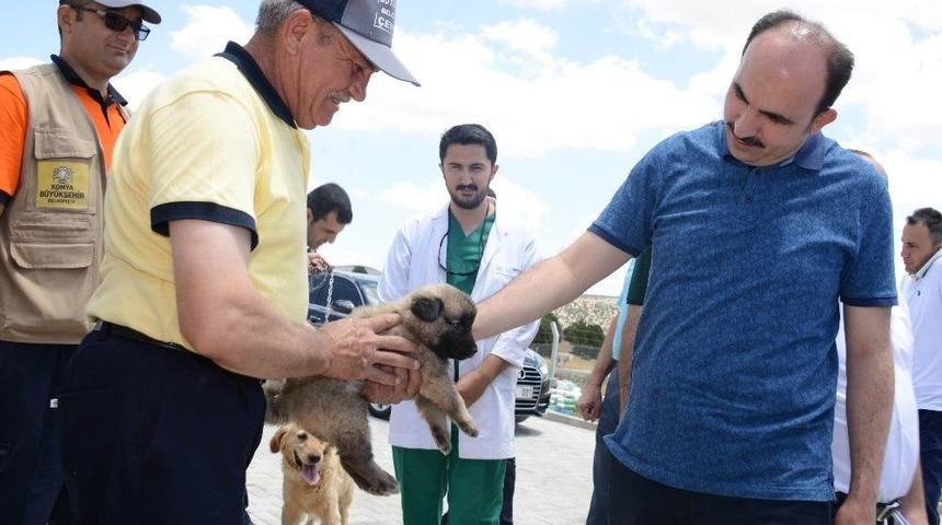 Konya&rsquo;da Başıboş K&ouml;pekler &Uuml;cret &Ouml;denerek Sahiplendiriliyor