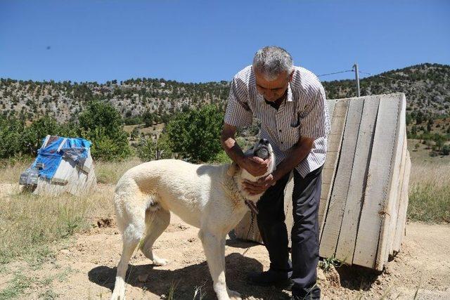 Konya’da Başıboş Köpekler Ücret Ödenerek Sahiplendiriliyor