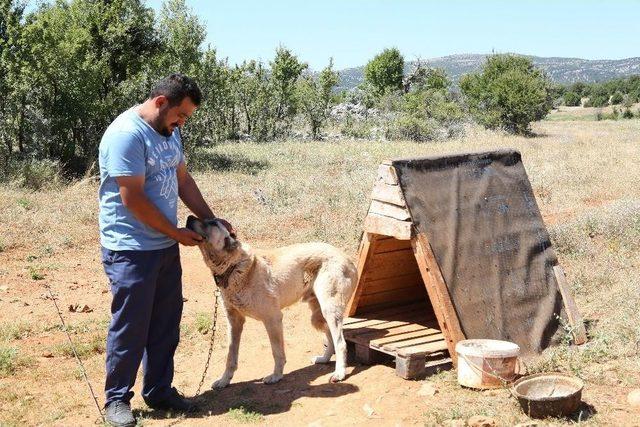 Konya’da Başıboş Köpekler Ücret Ödenerek Sahiplendiriliyor