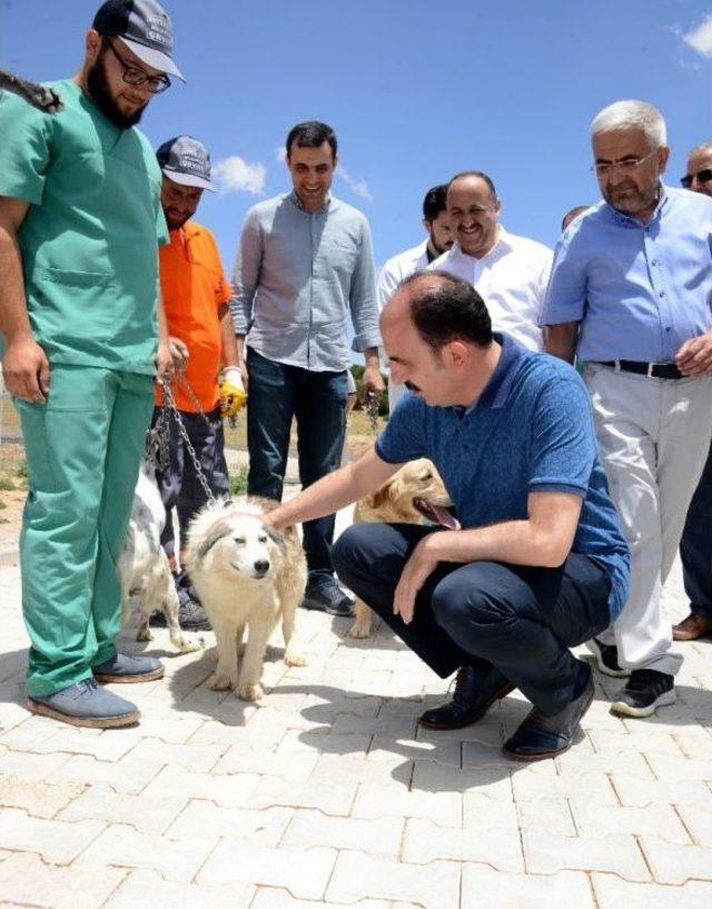 Konya’da Başıboş Köpekler Ücret Ödenerek Sahiplendiriliyor