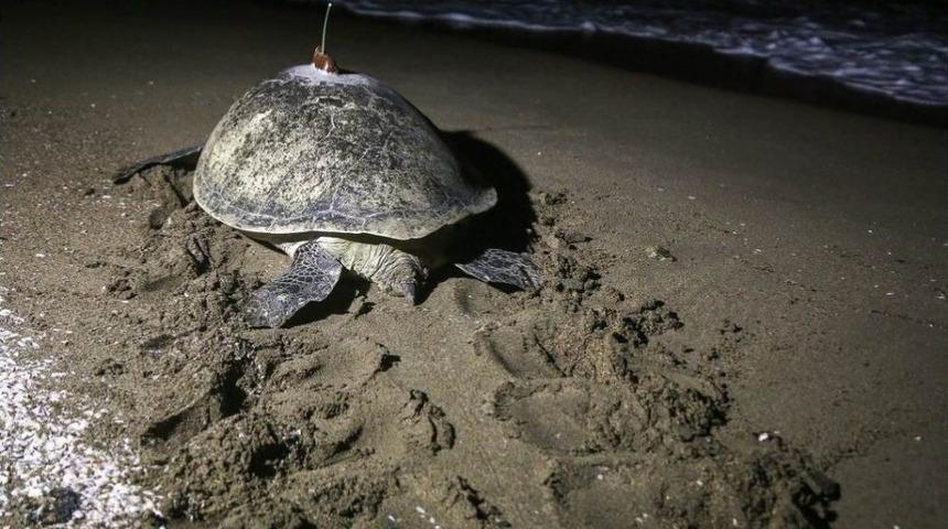 Deniz Kaplumbağası 48 Günde Adana’dan Mısır’a Gitti