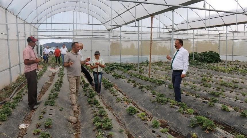 İl Müdürü Sarı’dan Çilek Bahçelerinde İnceleme
