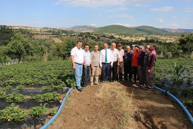 İl Müdürü Sarı’dan Çilek Bahçelerinde İnceleme