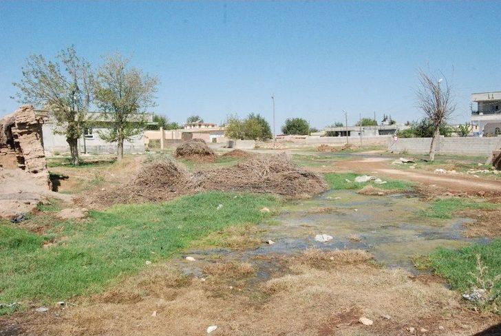 Yazın Ortasında Kışı Yaşıyorlar G1