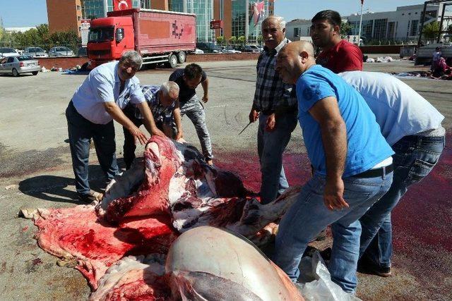 Yenimahalle Belediyesi Kurban Kesecekleri Uyardı