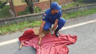 Yaralı Karacaya Jandarmadan Şefkat Eli