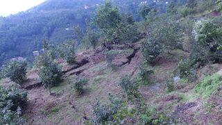 Ordu’daki Selde 809 Ton Fındık, 17 Bin Civciv Kayboldu